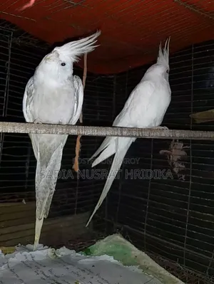 Cockatiel Breeding Pair