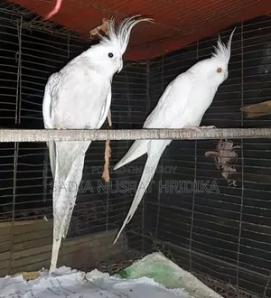 Cockatiel Breeding Pair
