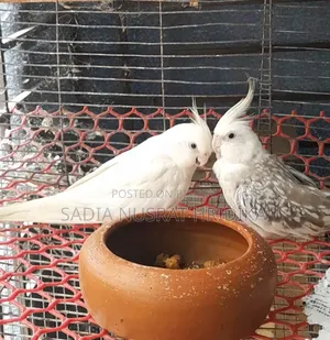 Cockatiel Breeding Pair