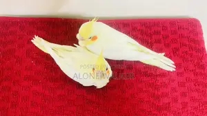 টেম সাইজ ককাটেল