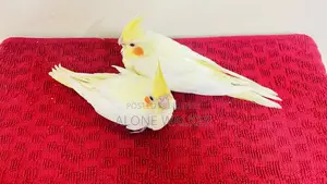 টেম সাইজ ককাটেল