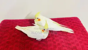 টেম সাইজ ককাটেল