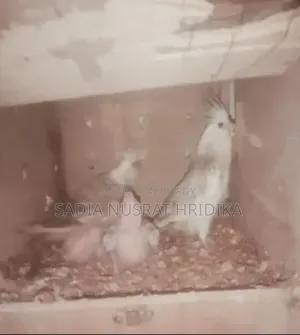 Cockatiel Breeding Pair