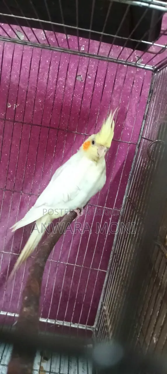 Young Adults Cockatiel Bird