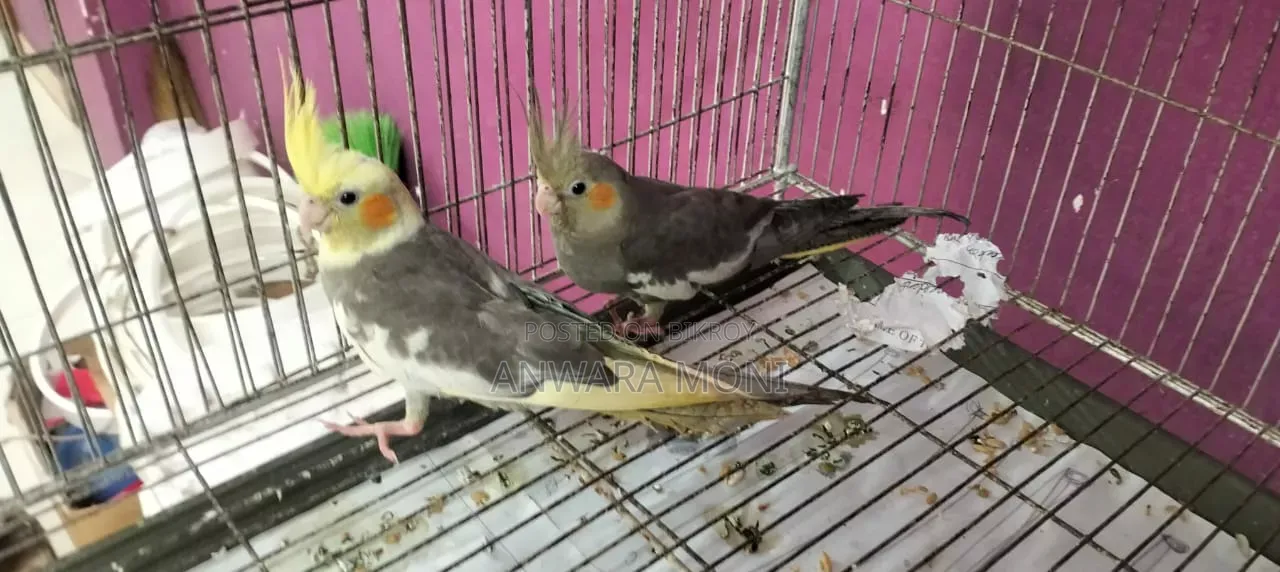Young Adults Cockatiel Bird