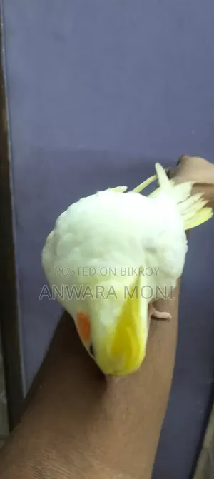 Young Adults Cockatiel Bird
