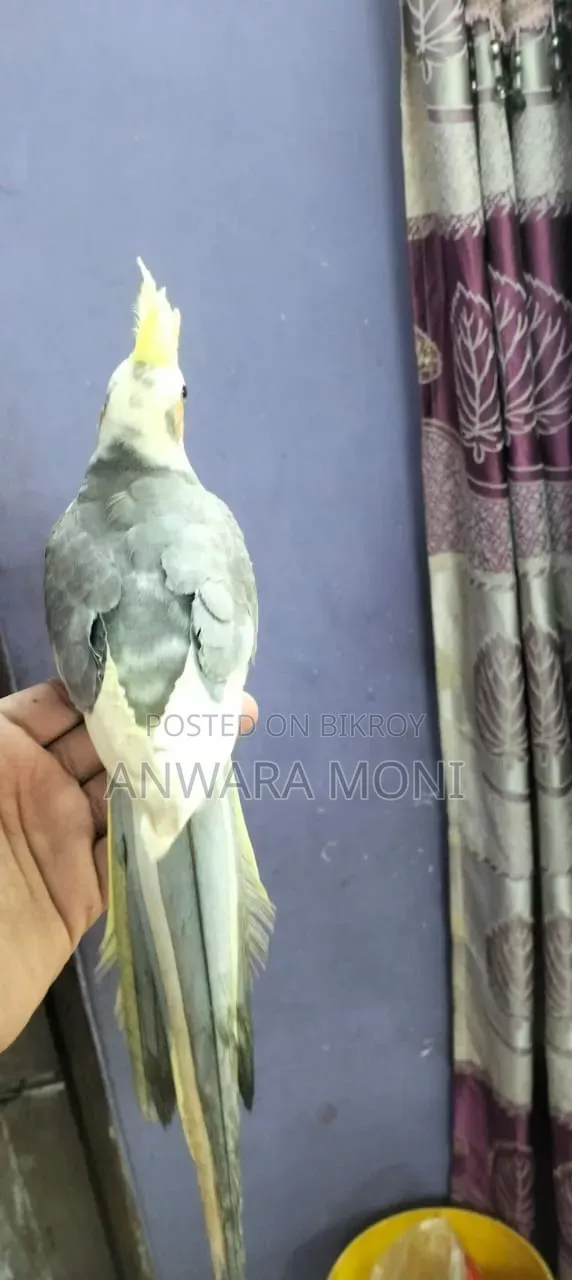 Young Adults Cockatiel Bird