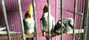 Young Adults Cockatiel Bird