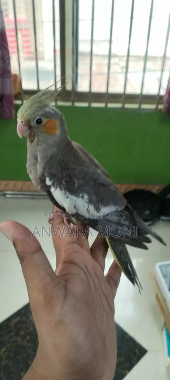 Young Adults Cockatiel Bird