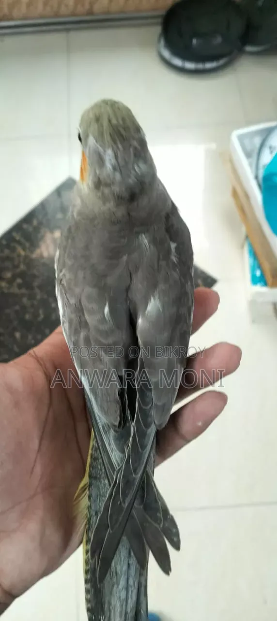Young Adults Cockatiel Bird