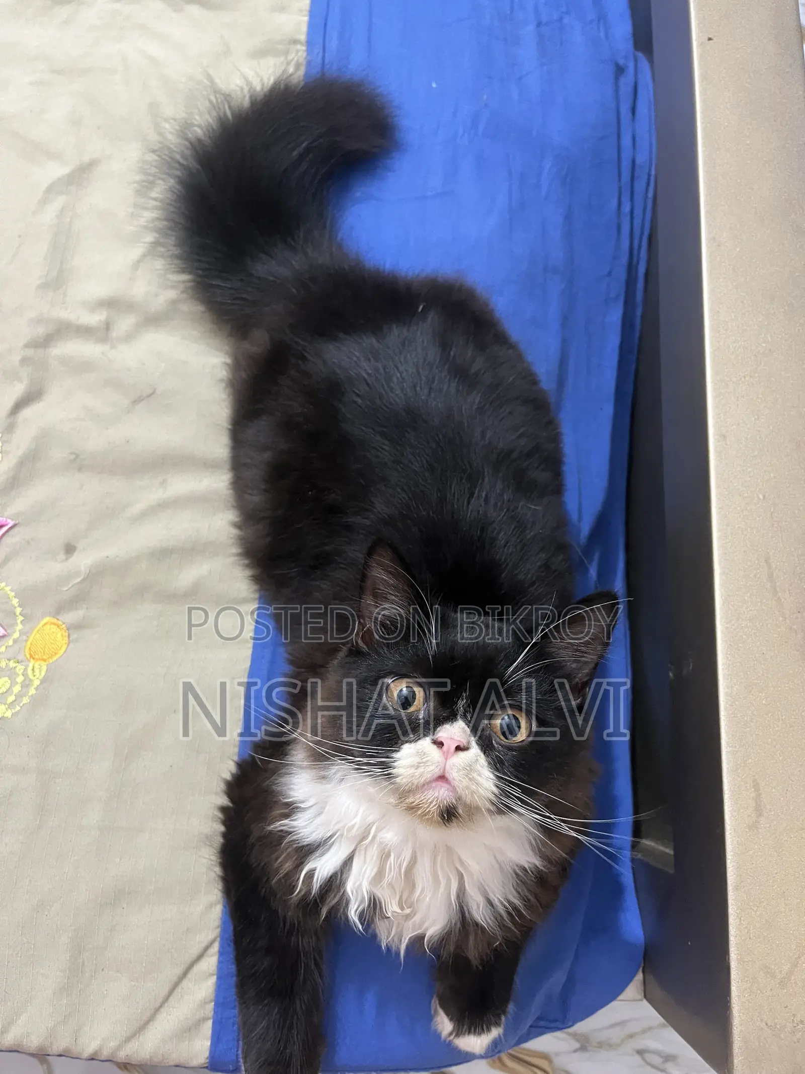 3-6 Months Male Purebred Persian