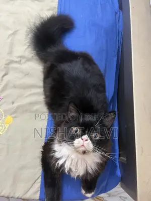 3-6 Months Male Purebred Persian