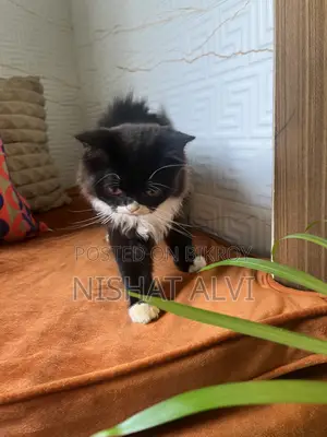 3-6 Months Male Purebred Persian