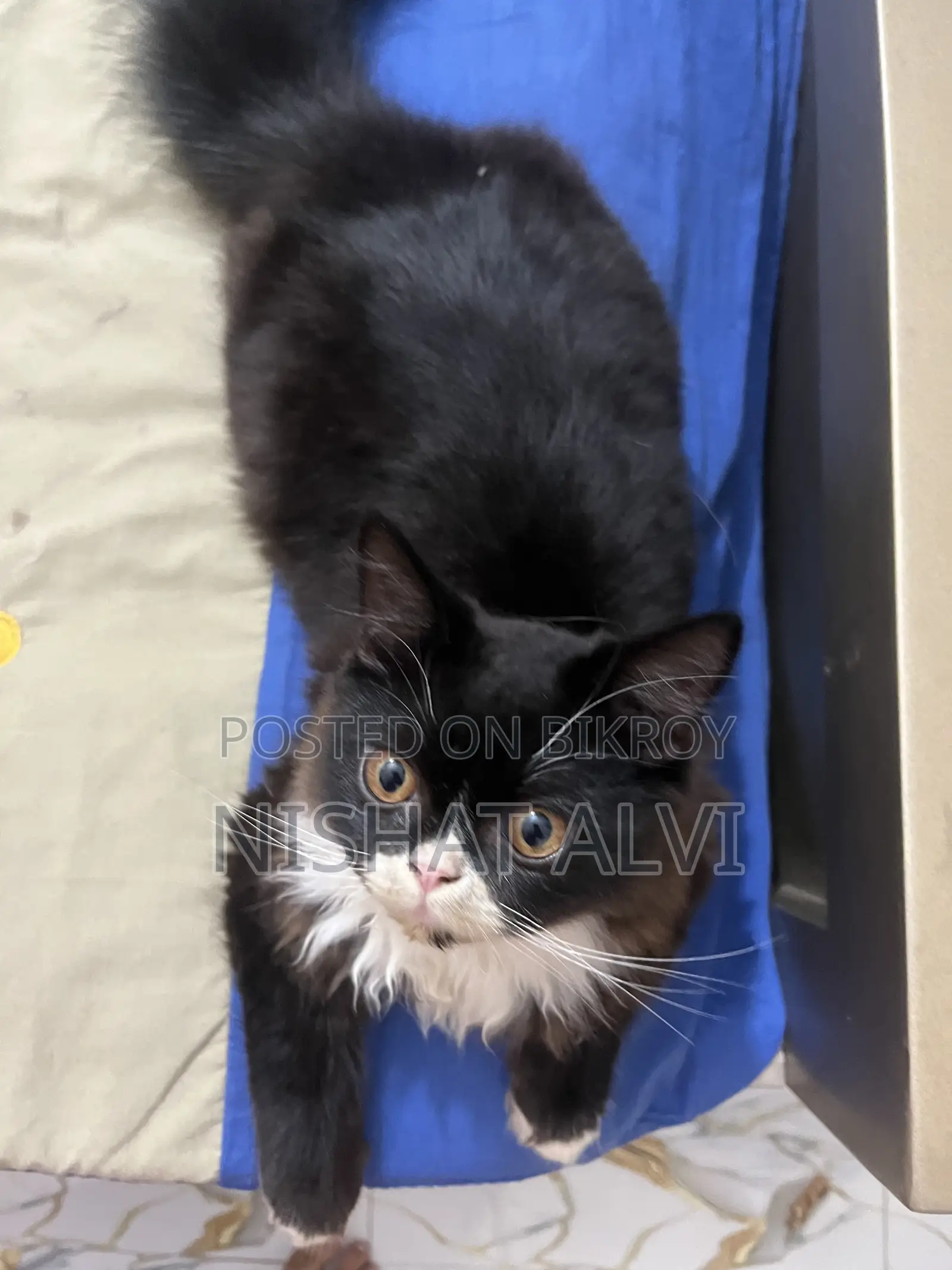 3-6 Months Male Purebred Persian Cat