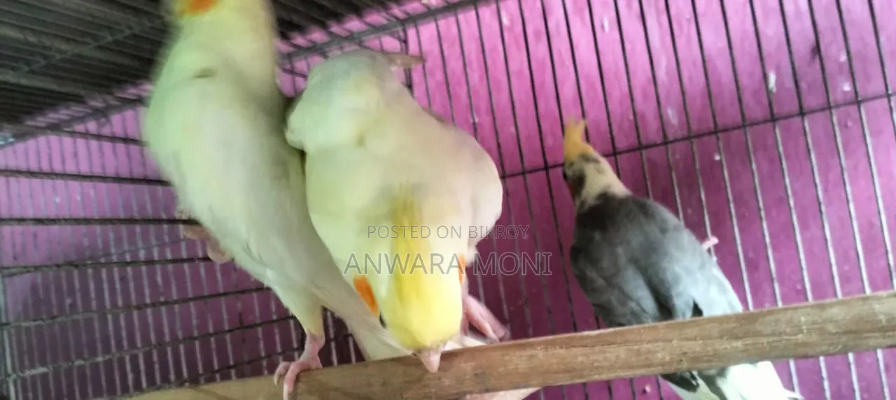 Young Adults Cockatiel Bird