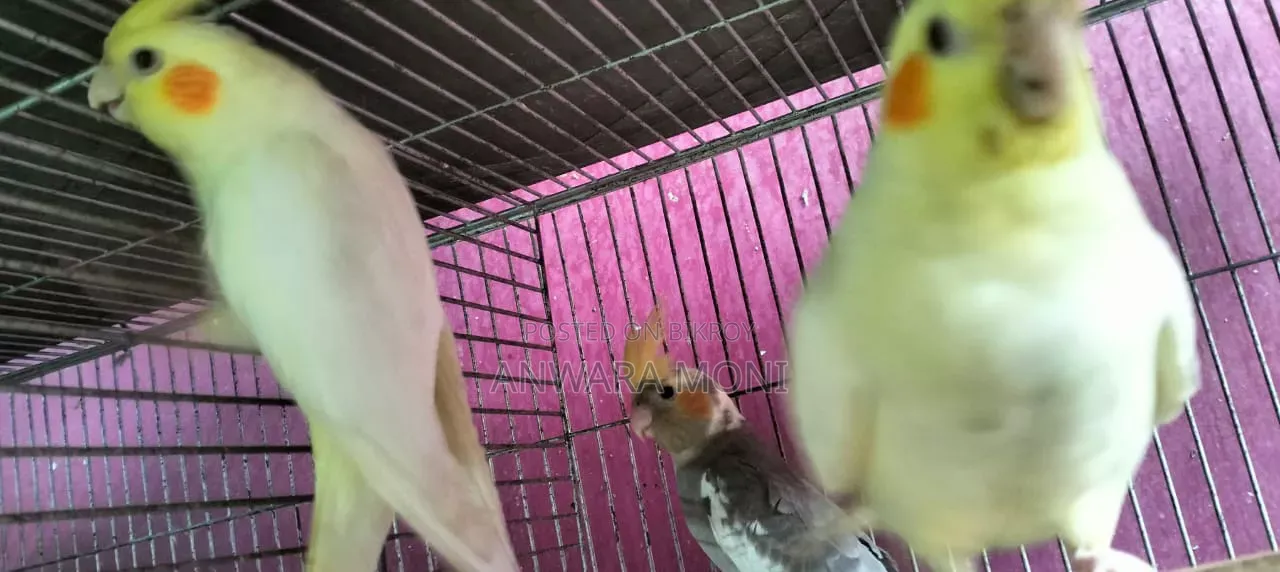 Young Adults Cockatiel Bird