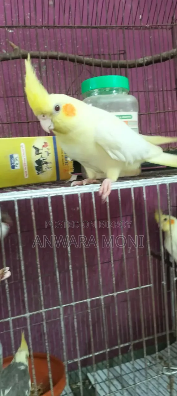 Young Adults Cockatiel Bird