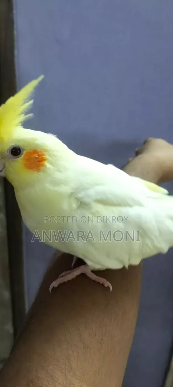 Young Adults Cockatiel Bird