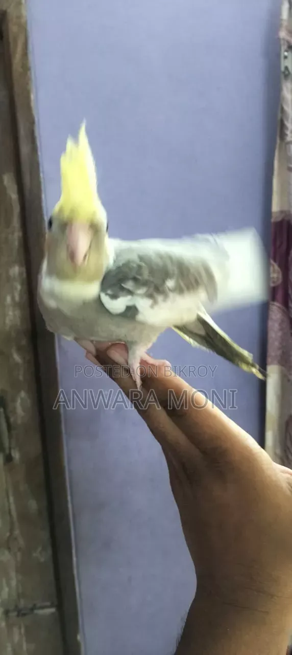 Young Adults Cockatiel Bird