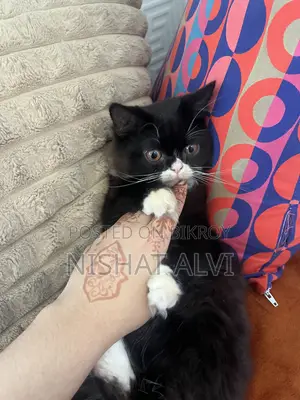 3-6 Months Male Purebred Persian Cat