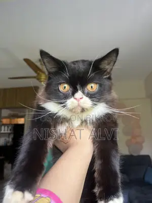 3-6 Months Male Purebred Persian Cat