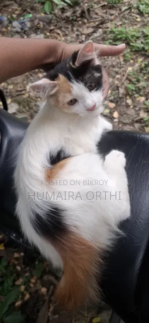 3-6 Months Female Mixed Breed British Shorthair