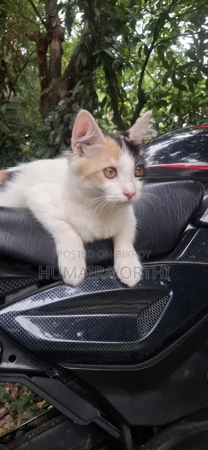 3-6 Months Female Mixed Breed British Shorthair