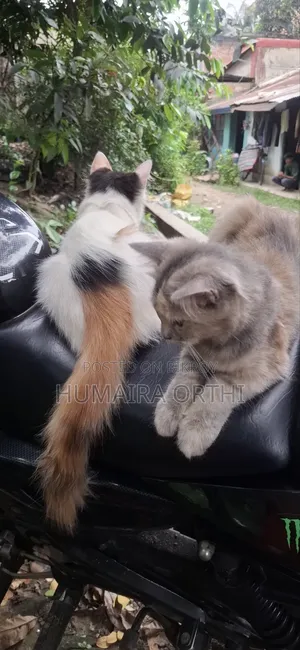 3-6 Months Female Mixed Breed British Shorthair