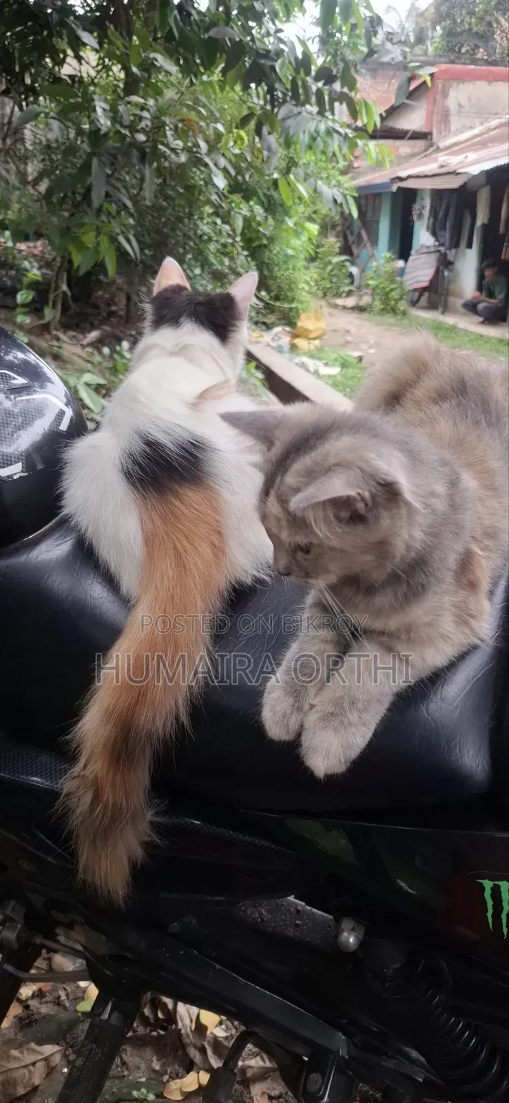 3-6 Months Female Mixed Breed British Shorthair