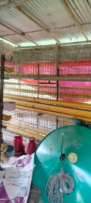 Chicken Cage