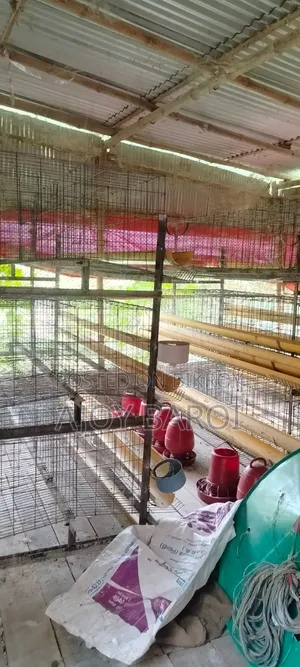 Chicken Cage