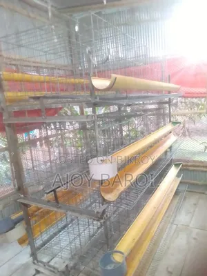 Chicken Cage