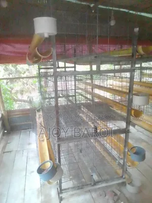 Chicken Cage