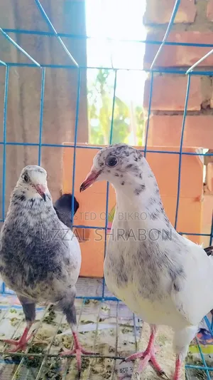 35 Pigeon Babies