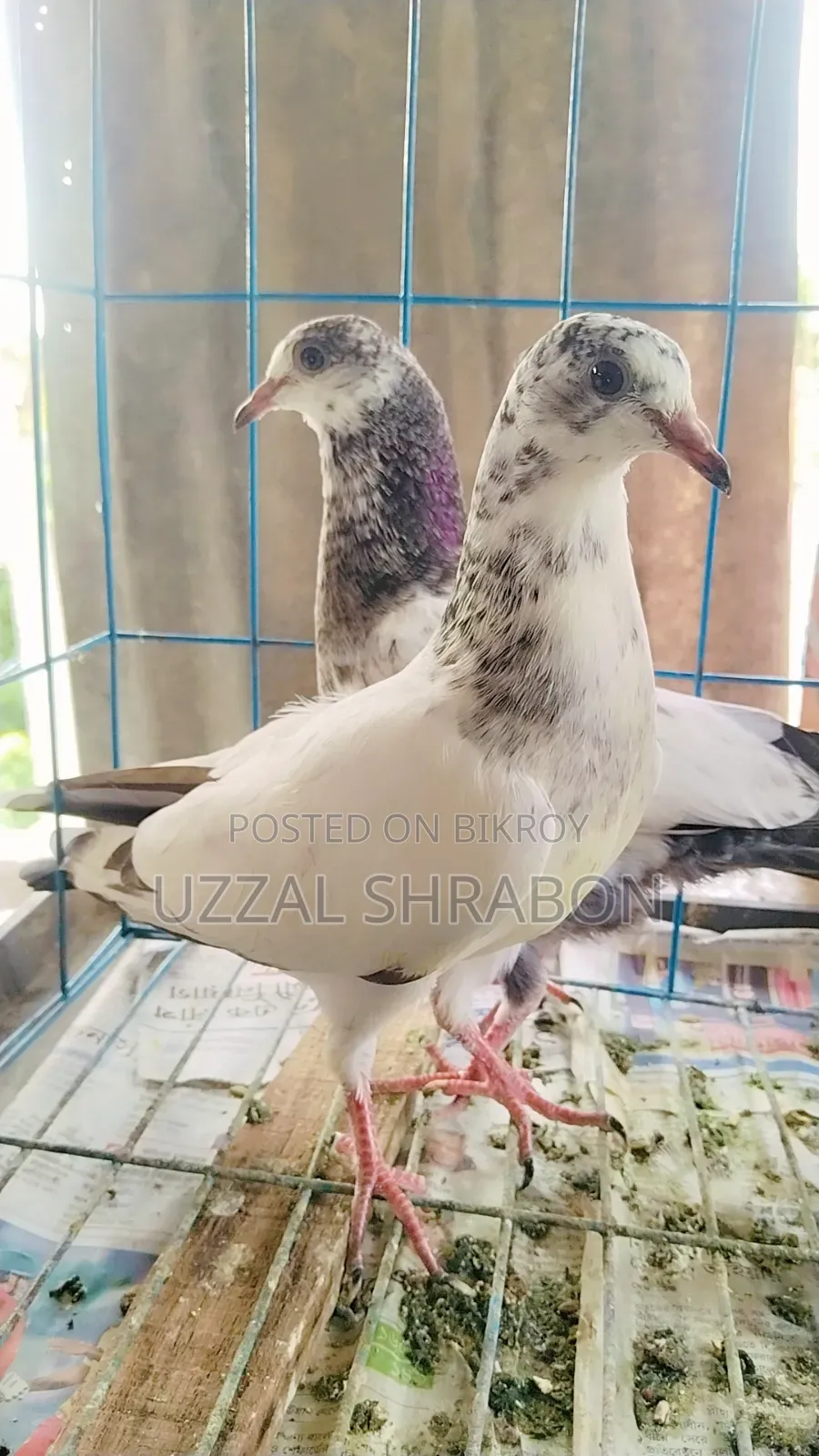 35 Pigeon Babies