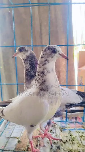 35 Pigeon Babies