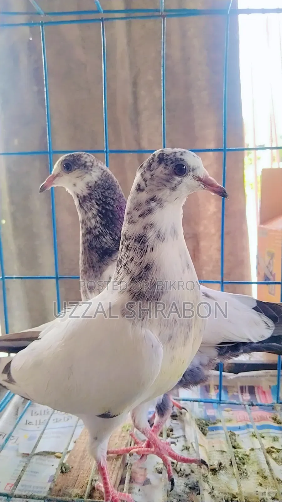 35 Pigeon Babies