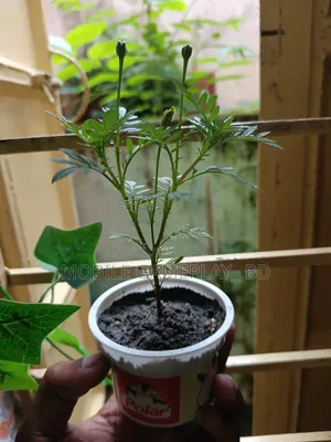 Marigold Flower Plant (Yellow)