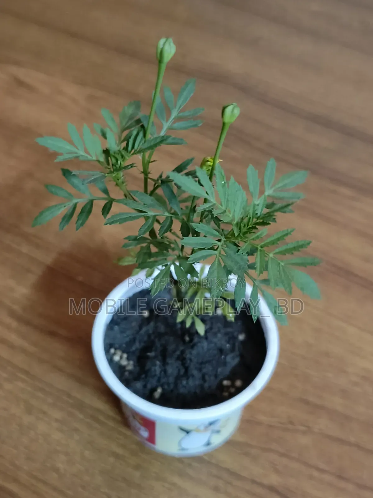Marigold Flower Plant (Yellow)
