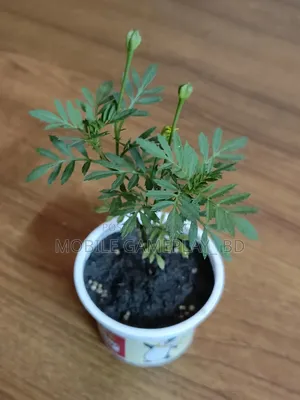 Marigold Flower Plant (Yellow)