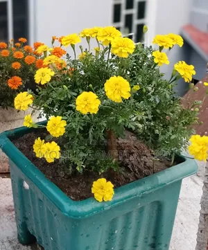 Marigold Flower Plant (Yellow)