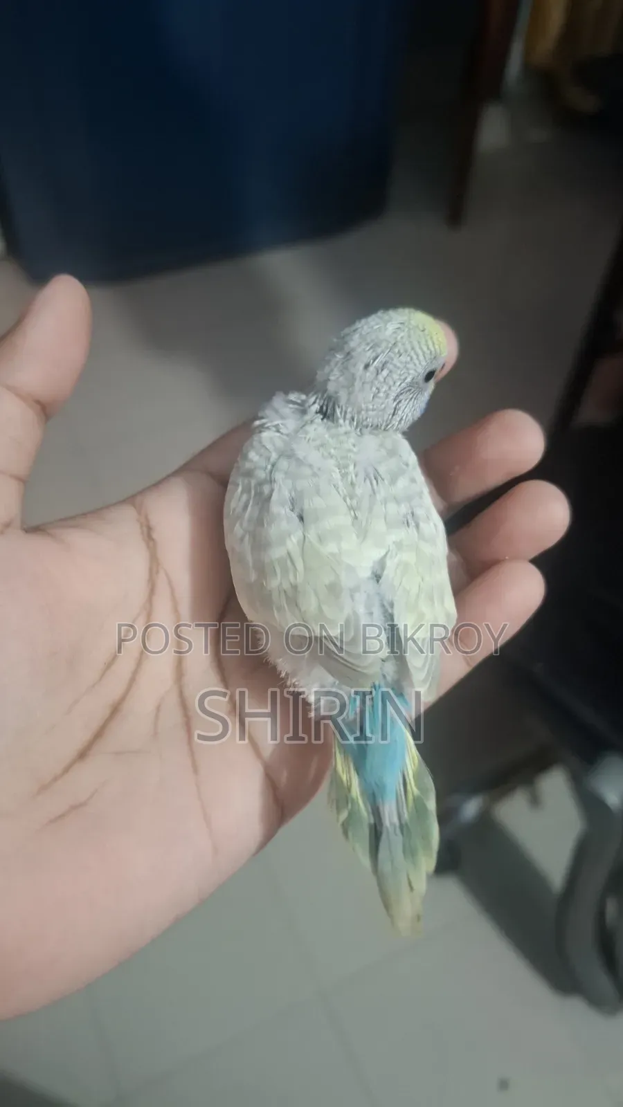 Budgerigar chicks for sale