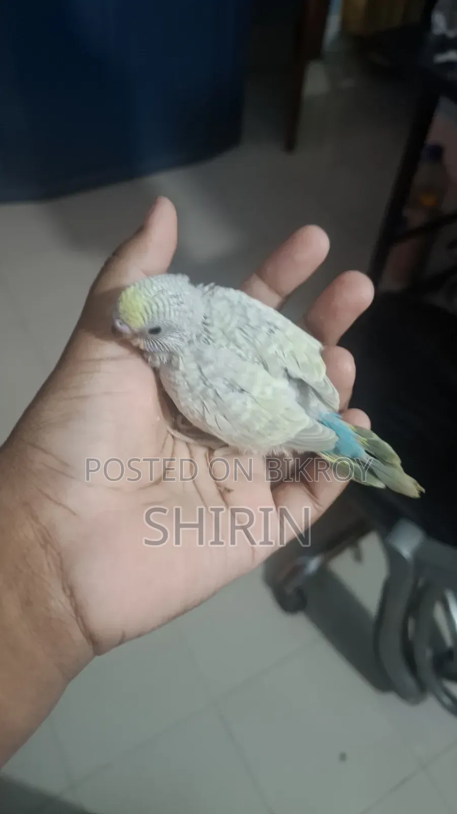 Budgerigar chicks for sale