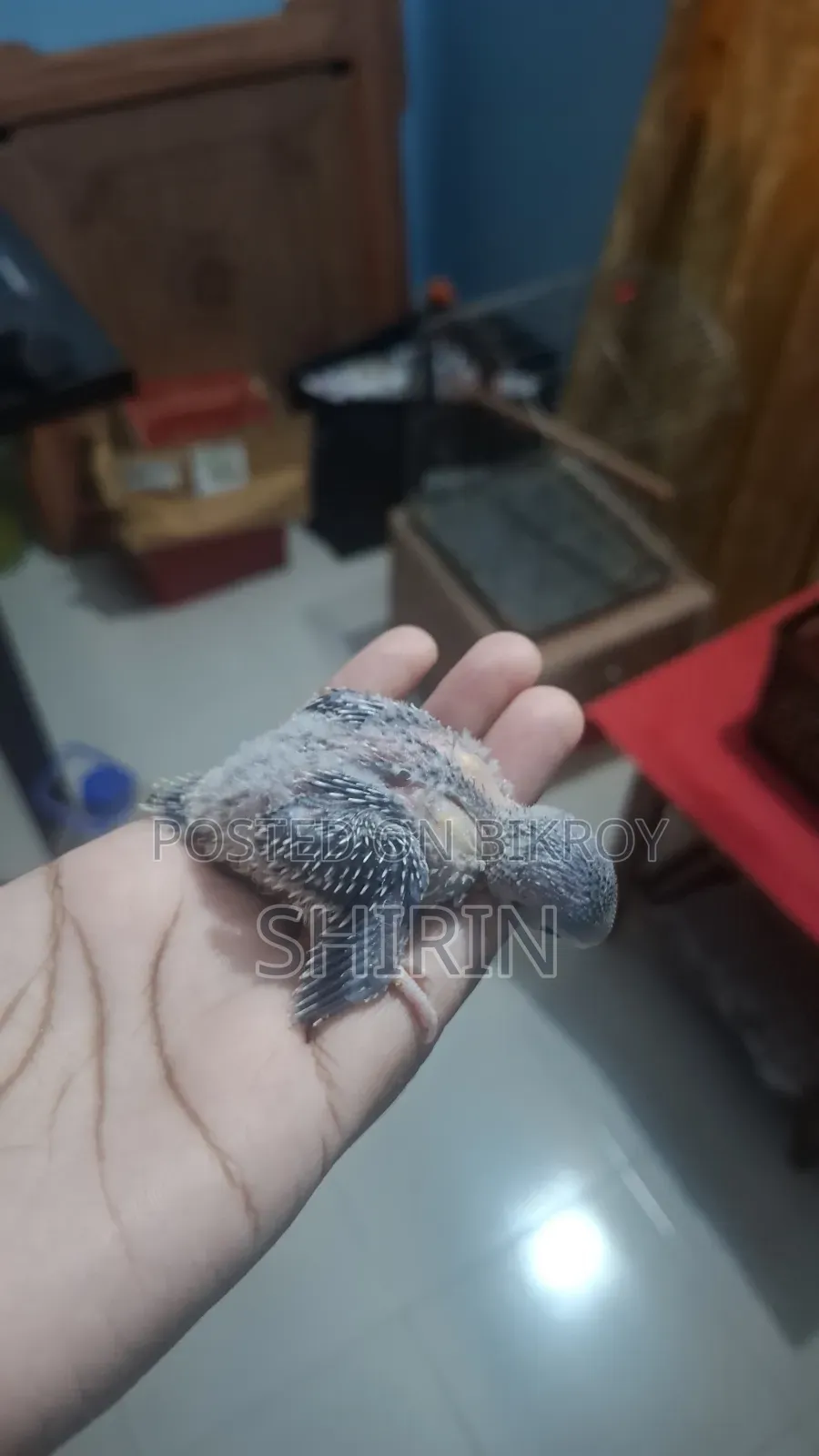 Budgerigar chicks for sale