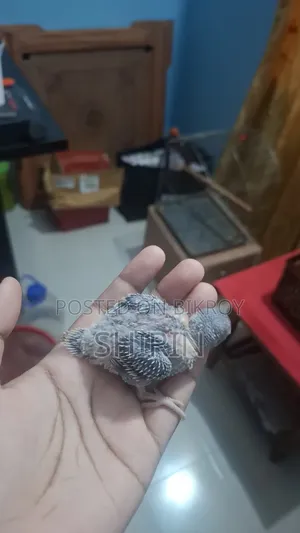 Budgerigar chicks for sale