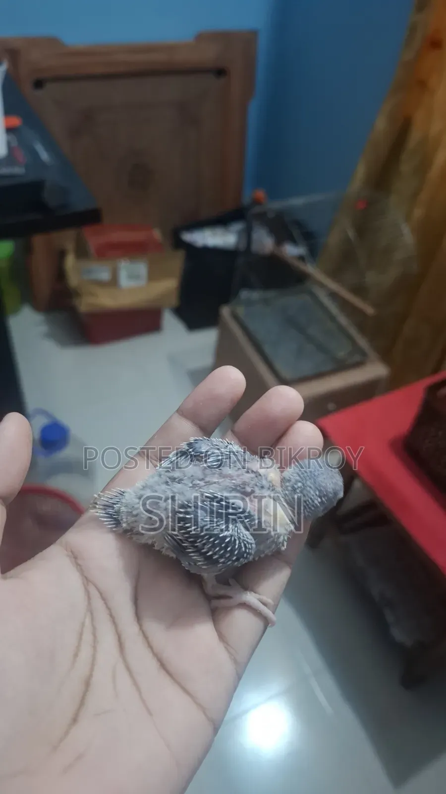 Budgerigar chicks for sale
