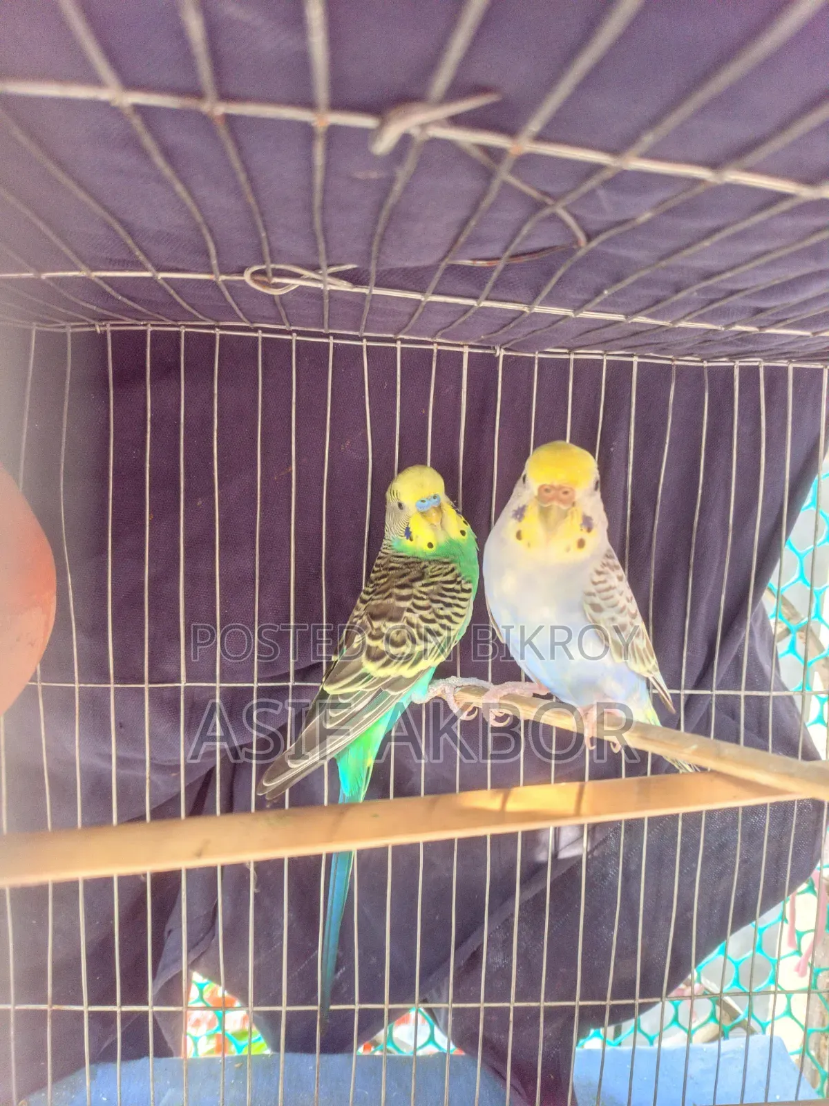 Budgerigar Bird Master Pair