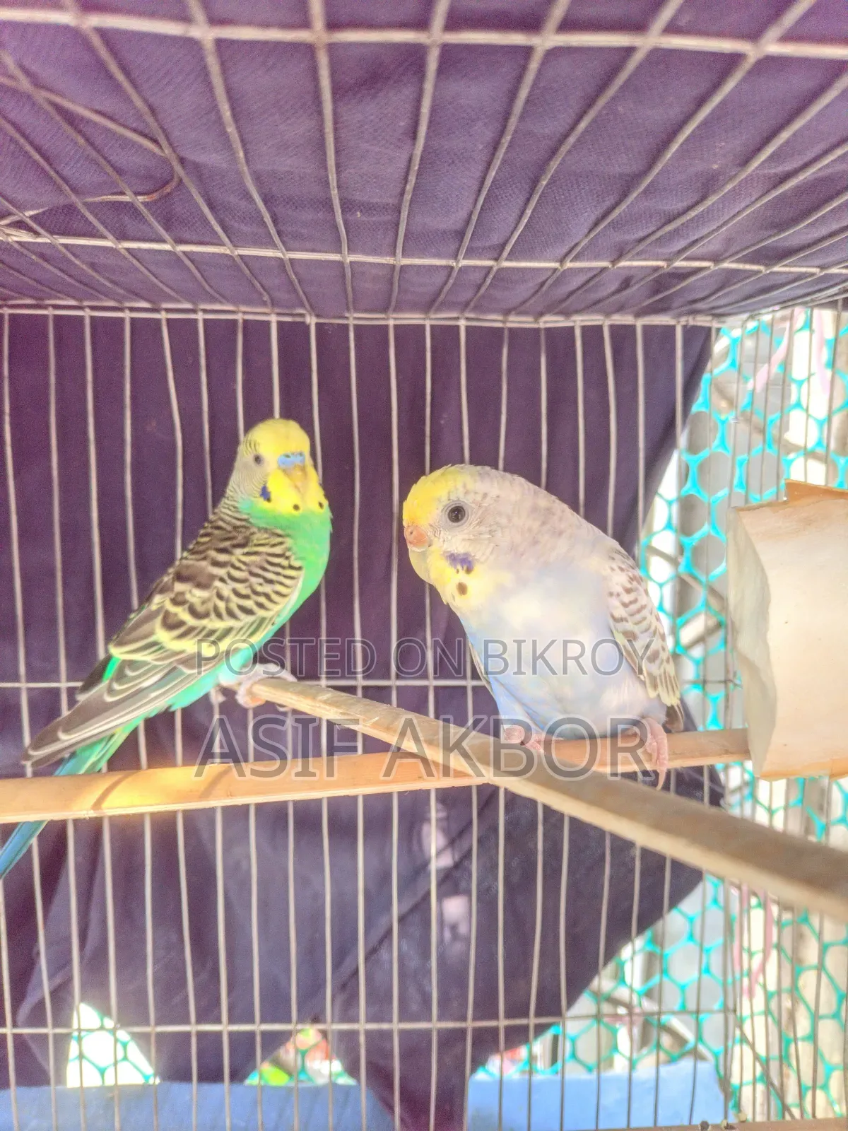 Budgerigar Bird Master Pair
