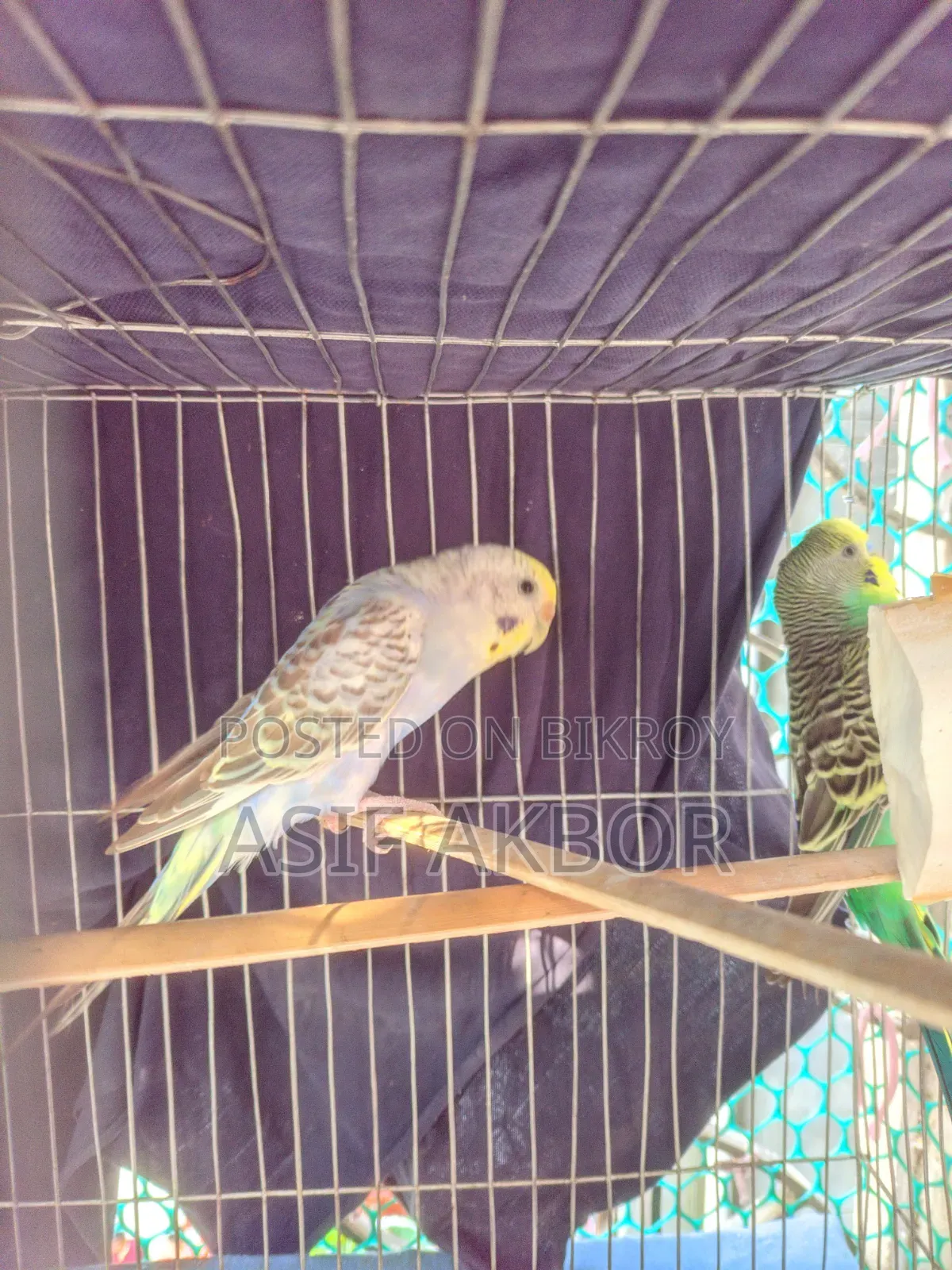 Budgerigar Bird Master Pair