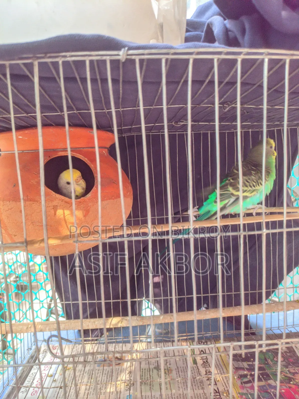 Budgerigar Bird Master Pair